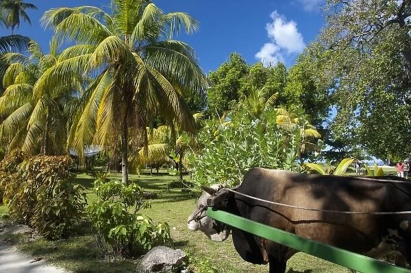 Seychelles, Island of La Digue. La Digue ox-cart, mode of transportation around the island