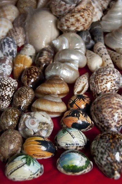 Seychelles, Island of Mahe. Capital city of Victoria. Souvenir seashells from the Seychelles