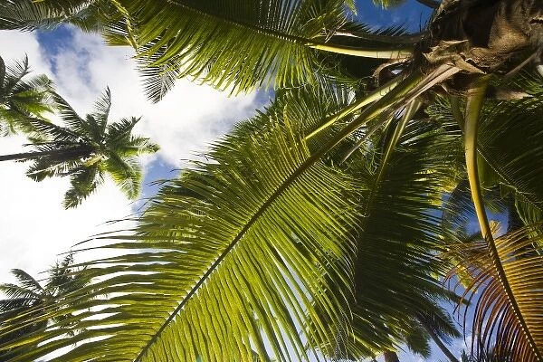 Seychelles, La Digue Island, La Passe, palm detail