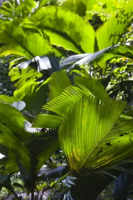 Framed Print : Seychelles, Mahe Island, Morne Seychellois National Park, palms Framed Print : Seychelles, Mahe Island, Morne Seychellois National Park, palms