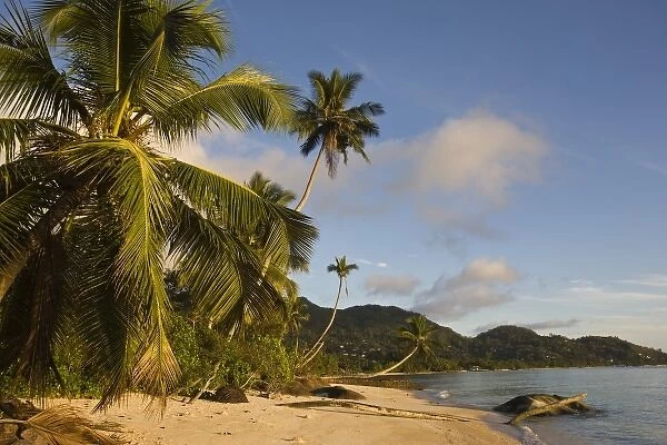 Seychelles, Mahe Island, palms, Fairyland Beach, dawn