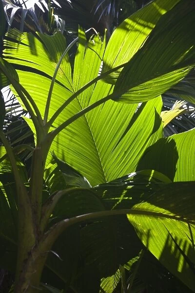 Seychelles, Mahe Island, Victoria, Botanical Gardens, banana palm leaf, musa sapientum