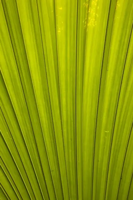 Framed Print : Seychelles, Mahe Island, Victoria, Botanical Gardens, palm frond detail