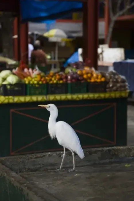 Framed Print : Seychelles, Mahe Island, Victoria, town market, Cattle Egret, bubulcus ibis Framed Print : Seychelles, Mahe Island, Victoria, town market, Cattle Egret, bubulcus ibis