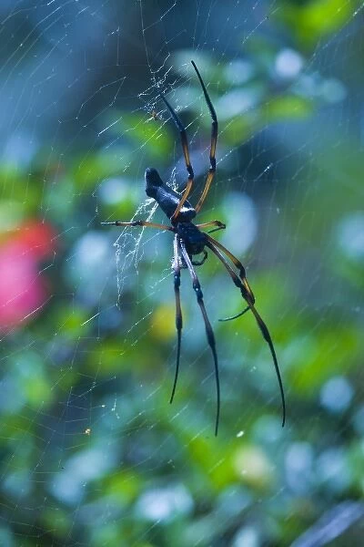 Seychelles, Praslin Island, Vallee de Mai National Park, Palm Spider, nephila inaurita