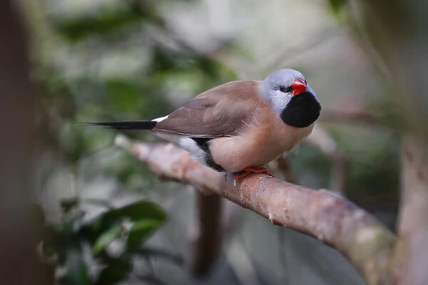 Shaft-tail finch, native to Australia
