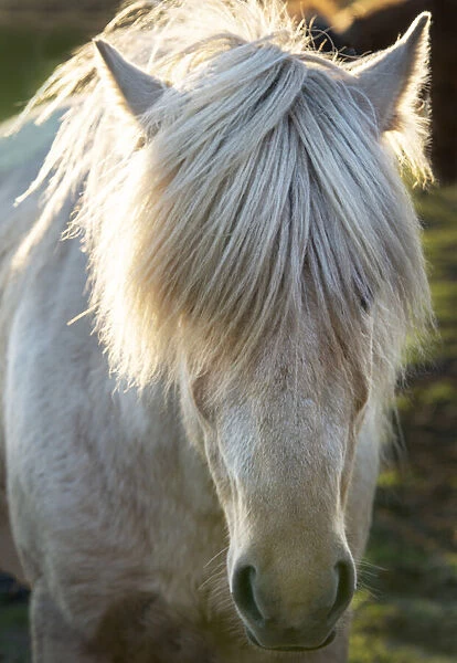 A shaggy horse in southern Iceland