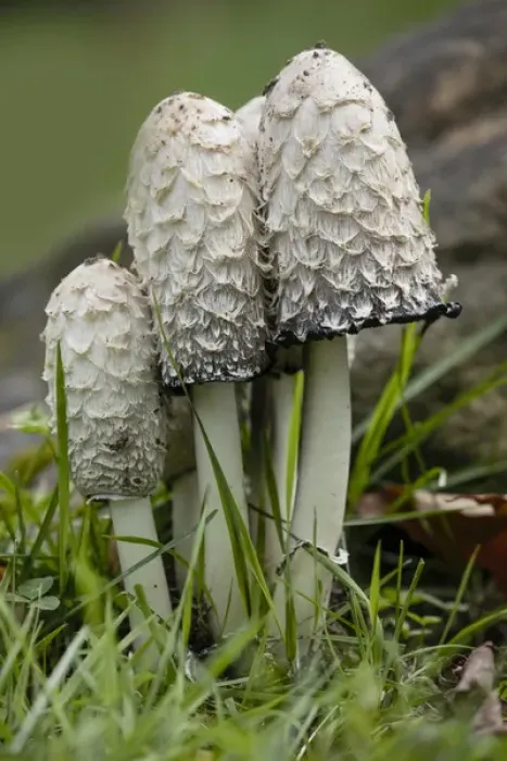 Framed Print : Shaggy Mane or Lawyers Wig mushrooms, Pictured Rocks National Lakeshore, Upper Peninsula Framed Print : Shaggy Mane or Lawyers Wig mushrooms, Pictured Rocks National Lakeshore, Upper Peninsula