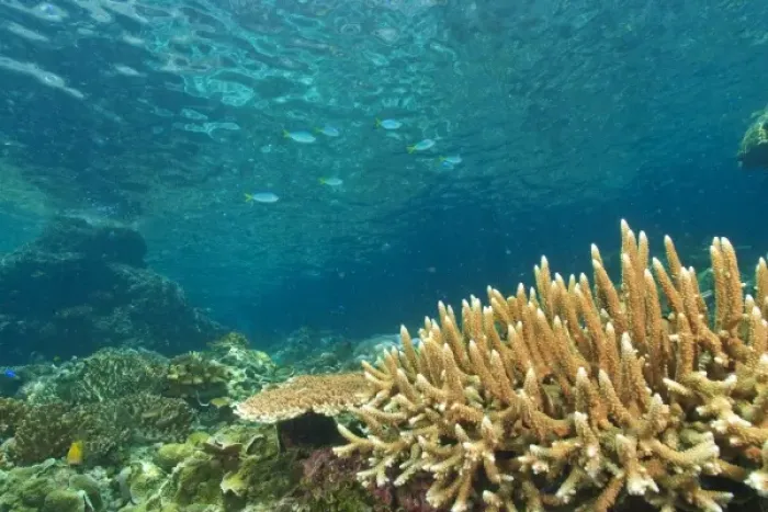 Framed Print : Shallow healthy Hard Coral Reef, Blue-gold Fusiliers (Caesio teres) Raja Ampat region of Papua