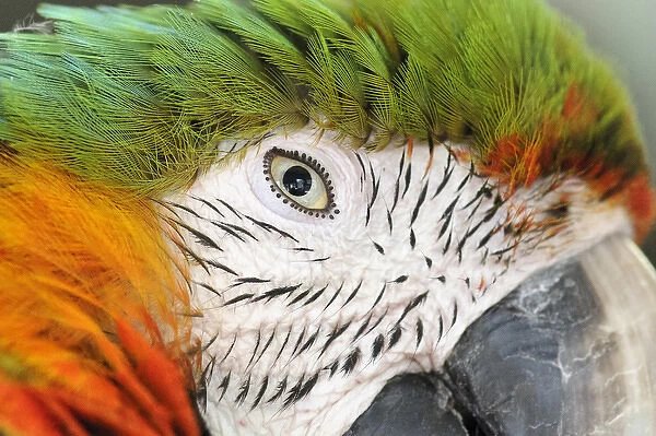 Shamrock Macaw, first generation hybrid macaw species. Face extreme closeup