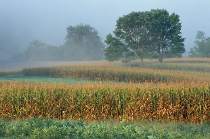 Framed Print : Sharon, CT Milkweed, corn, and maple trees in a field in the Litchfield Hills of Framed Print : Sharon, CT Milkweed, corn, and maple trees in a field in the Litchfield Hills of
