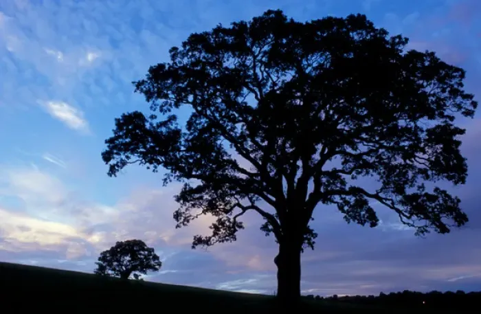Framed Print : Sharon, CT Oak trees in a field at sunset in the Litchfield Hills of western Connecticut Framed Print : Sharon, CT Oak trees in a field at sunset in the Litchfield Hills of western Connecticut