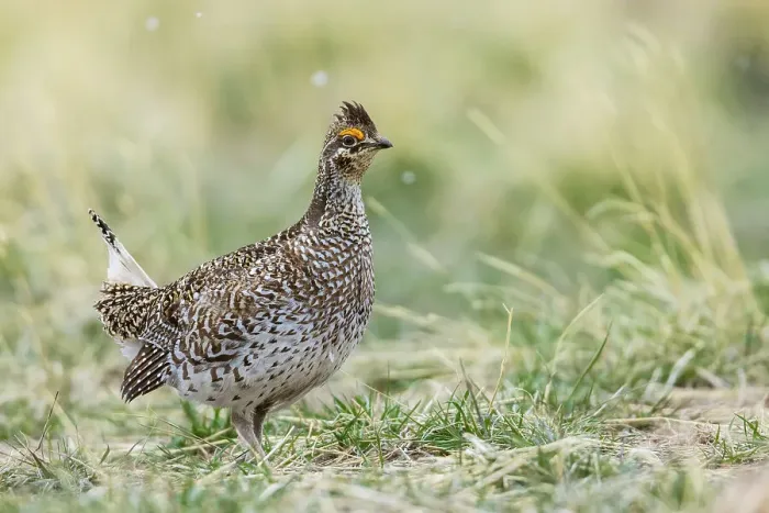 Framed Print : Sharp-tailed grouse