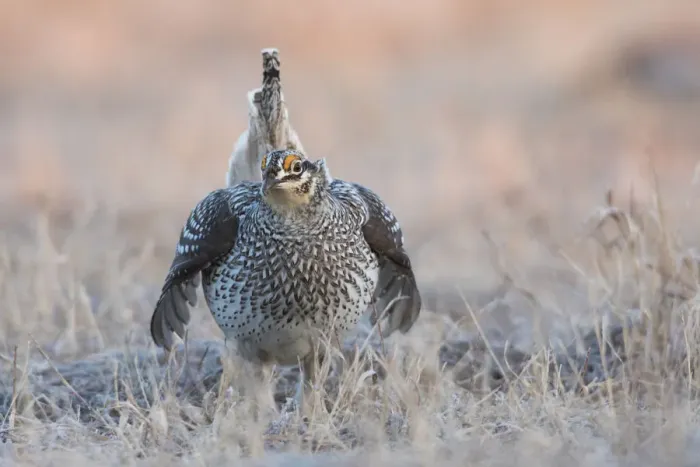 Framed Print : Sharp-tailed grouse claiming lek territory Framed Print : Sharp-tailed grouse claiming lek territory