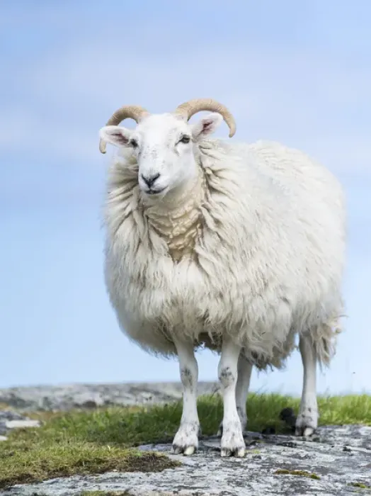 Framed Print : Sheep (Cheviot) on the Isle of Harris, home of the Harris Tweed