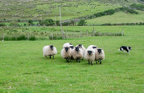 Sheep dog expertly guides sheep in rural County Mayo, Ireland
