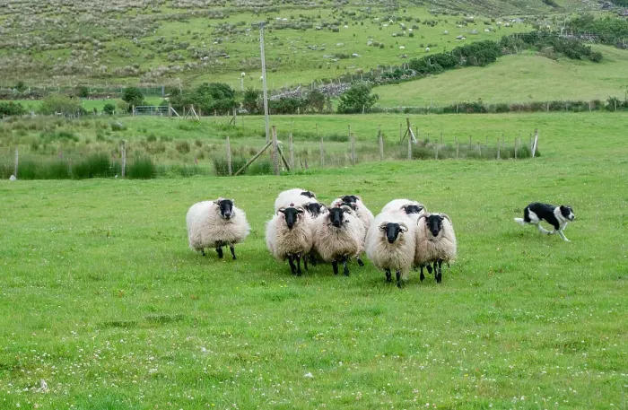 Framed Print : Sheep dog expertly guides sheep in rural County Mayo, Ireland