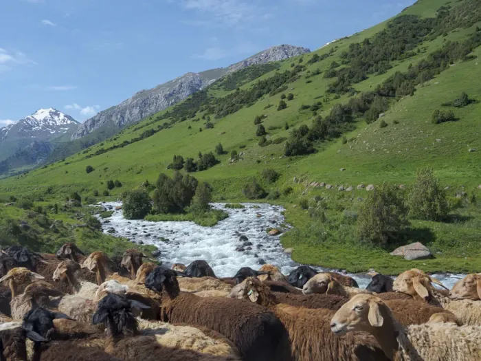 Framed Print : Sheep drive to their high altitude summer pasture. National Park Besch Tasch in the Talas