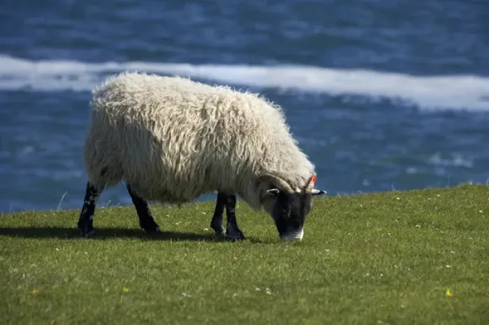 Framed Print : Sheep, England, United Kingdom Framed Print : Sheep, England, United Kingdom