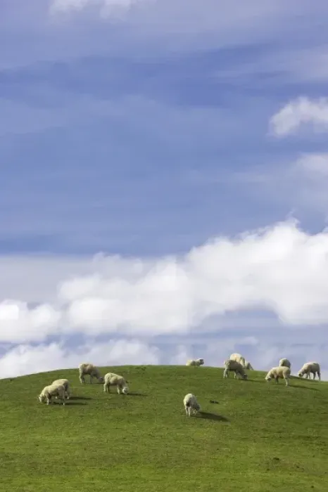 Framed Print : Sheep and Farmland near Taihape, Rangitikei District, Central North Island, New Zealand