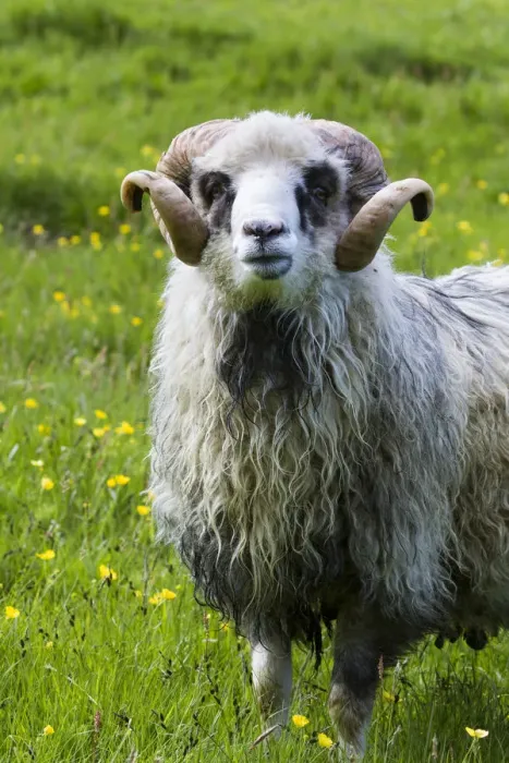 Framed Print : Sheep on the Faroe Islands. Europe, northern euorpe, scandinavia, denmark, faroe islands Framed Print : Sheep on the Faroe Islands. Europe, northern euorpe, scandinavia, denmark, faroe islands