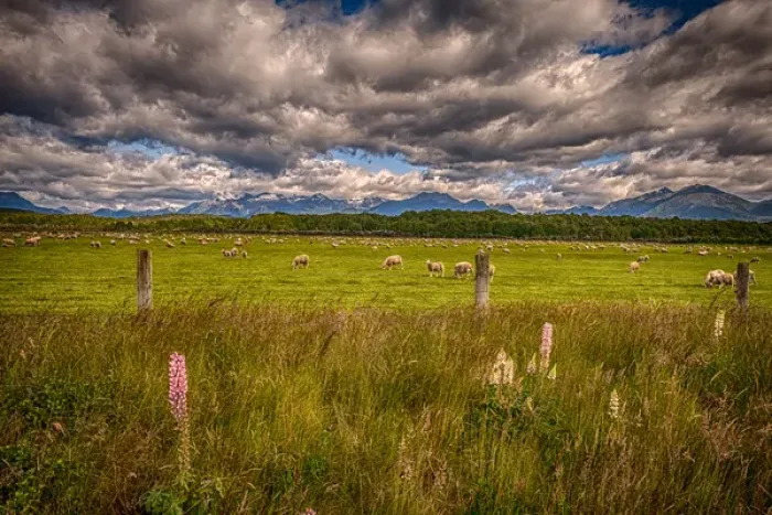 Framed Print : Sheep in Fiordland: Te Anau, NZ