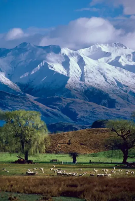 Framed Print : Sheep graze beneath the snow-capped Harris Mountains near the town of Wanaka on Framed Print : Sheep graze beneath the snow-capped Harris Mountains near the town of Wanaka on