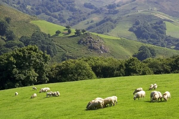 Sheep graze on rural farmland in the Baztan Valley of the Navarre region of northern Spain