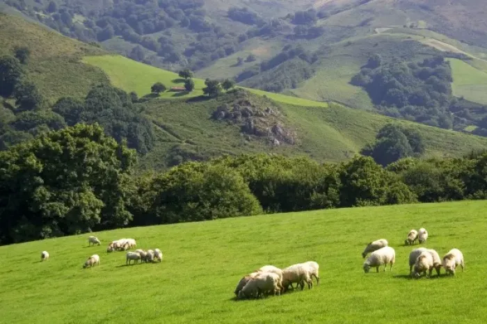 Framed Print : Sheep graze on rural farmland in the Baztan Valley of the Navarre region of northern Spain Framed Print : Sheep graze on rural farmland in the Baztan Valley of the Navarre region of northern Spain
