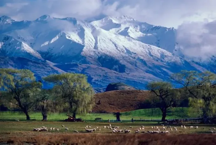 Framed Print : Sheep grazing below the snow-capped Harris Mountains in the Southern Alps near Framed Print : Sheep grazing below the snow-capped Harris Mountains in the Southern Alps near