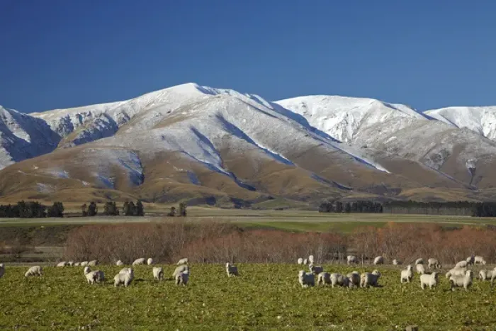Framed Print : Sheep and Kakanui Mountains, Kyeburn, near Ranfurly, Maniototo, Central Otago, South Island Framed Print : Sheep and Kakanui Mountains, Kyeburn, near Ranfurly, Maniototo, Central Otago, South Island