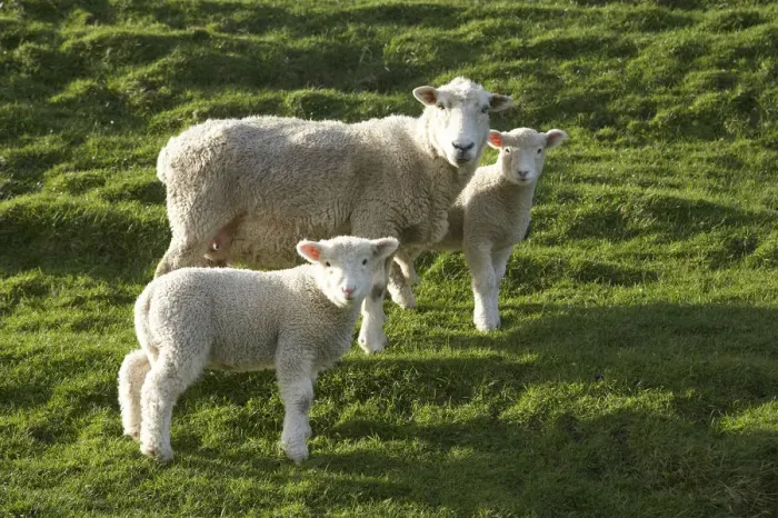 Framed Print : Sheep and Lambs and Farmland, near Wharariki Beach and Cape Farewell, Nelson Region