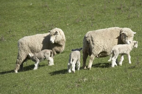Sheep and Lambs, near Dunedin, Otago, South Island, New Zealand