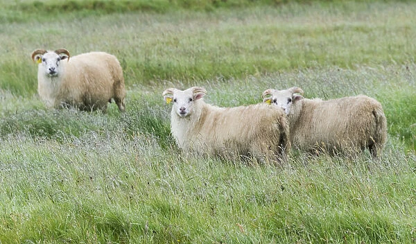 Sheep on the meadow, Iceland