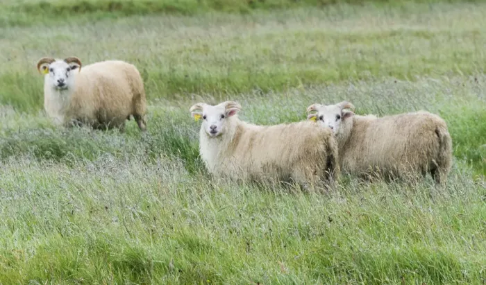 Framed Print : Sheep on the meadow, Iceland Framed Print : Sheep on the meadow, Iceland