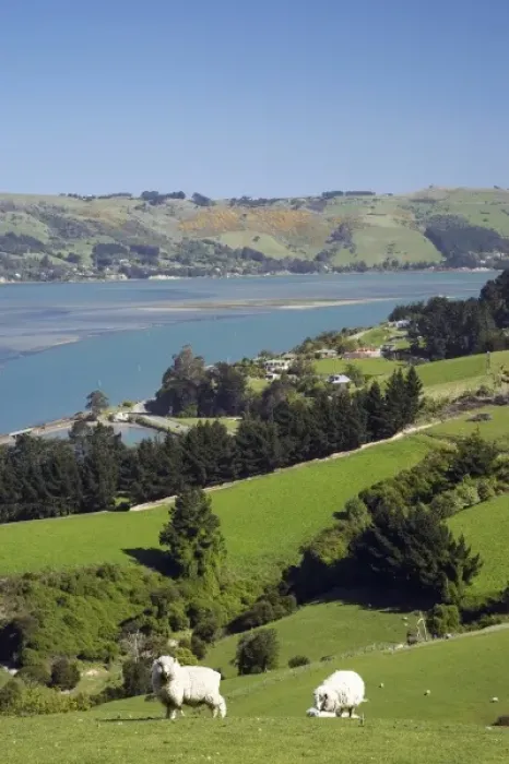 Framed Print : Sheep near Sawyers Bay, Otago Harbour and Otago Peninsula, Dunedin, South Island Framed Print : Sheep near Sawyers Bay, Otago Harbour and Otago Peninsula, Dunedin, South Island