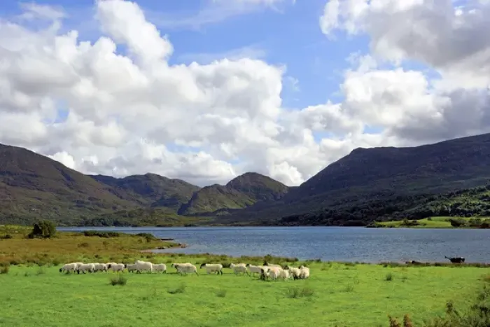 Framed Print : Sheep near a small lake in the Gap of Dunloe, Killarney National Park, Ireland