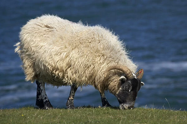Sheep, Northumberland, England, United Kingdom