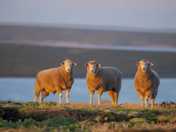 Framed Print : Sheep (ram). Sheep farming is still of great economic importance to the Falkland Islands, Bleaker Island, summer