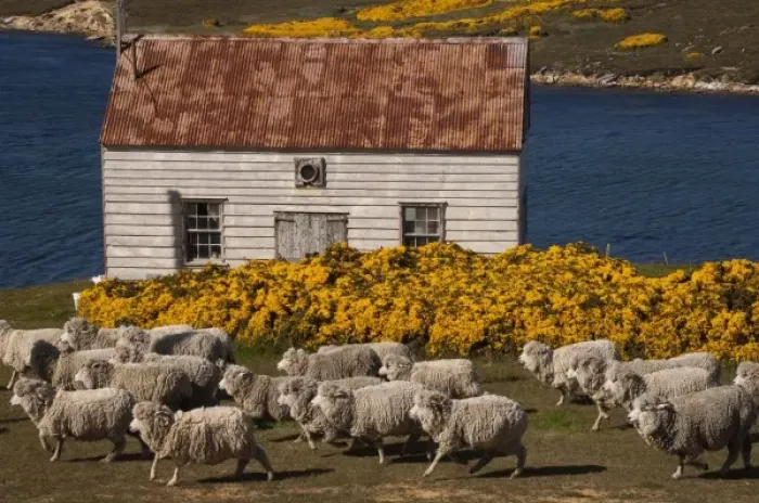 Framed Print : Sheep ready for shearing (Roughies) at Port Stephens Farm, West Falkland, Falkland Islands