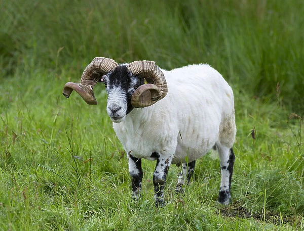 Sheep (Scottish Blackface) on the Isle of Harris, home of the Harris Tweed, sheared adult ram