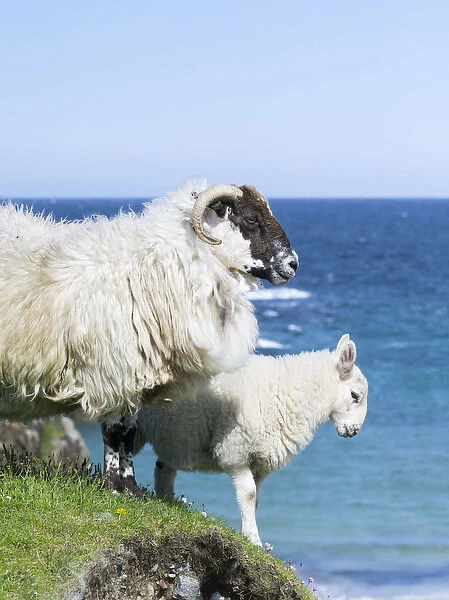 Sheep (Scottish Blackface) on the Isle of Harris, home of the Harris Tweed. Only Cheviot