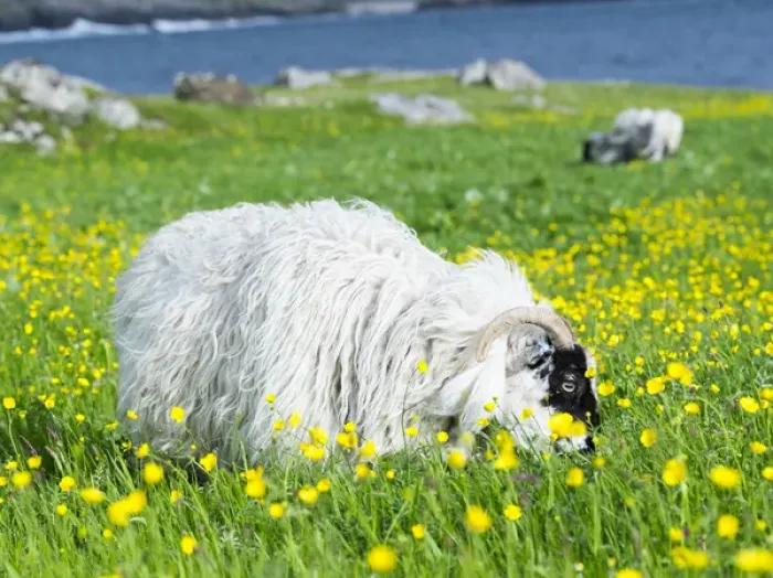 Framed Print : Sheep (Scottish Blackface) on the Isle of Harris, home of the Harris Tweed, grazing in Machair Framed Print : Sheep (Scottish Blackface) on the Isle of Harris, home of the Harris Tweed, grazing in Machair