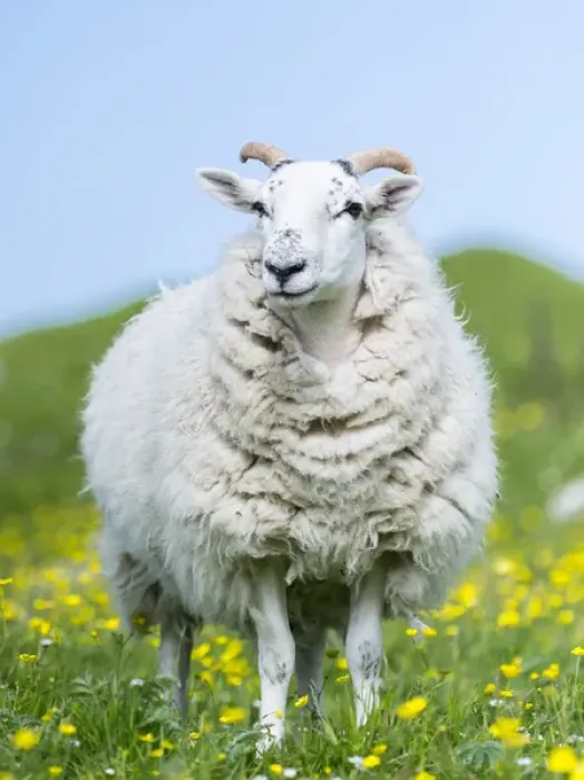 Framed Print : Sheep (Scottish Blackface) on the Isle of Harris, home of the Harris Tweed, grazing in Machair Framed Print : Sheep (Scottish Blackface) on the Isle of Harris, home of the Harris Tweed, grazing in Machair