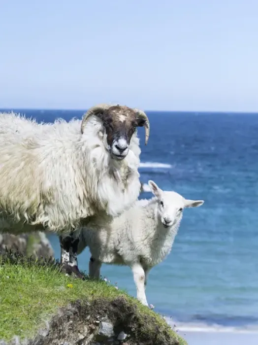Framed Print : Sheep (Scottish Blackface) on the Isle of Harris, home of the Harris Tweed. Only Cheviot