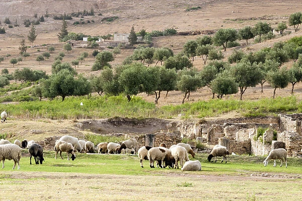 Sheep in front of Temple of Apollo, Roman ruins of Bulla Regia, Tunisia, North Africa