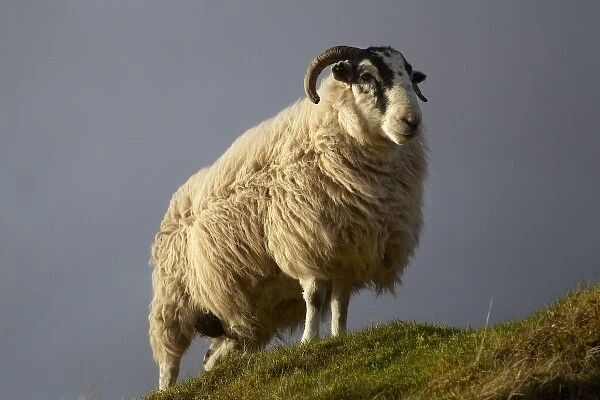 Sheep, Trotternish Peninsula, Isle of Skye, Scotland, United Kingdom