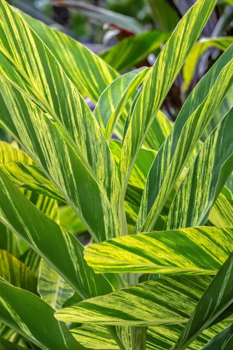 Framed Print : Shell ginger plant