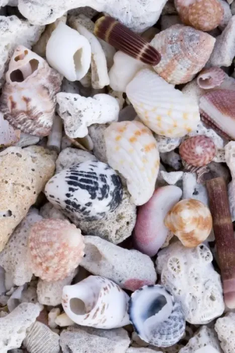 Framed Print : Shells on the beach Framed Print : Shells on the beach