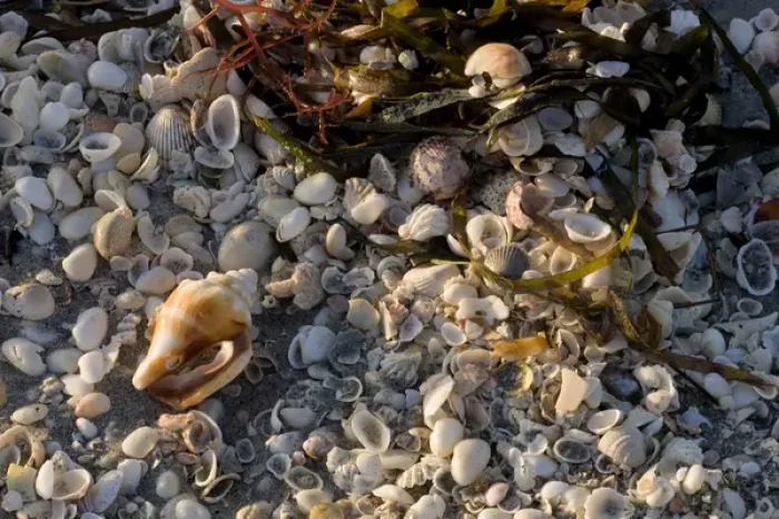 Framed Print : Shells on beach, Captiva Island, FL